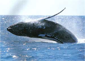 Animale Balena modul de viata si caracteristicile lui animal .com .ro