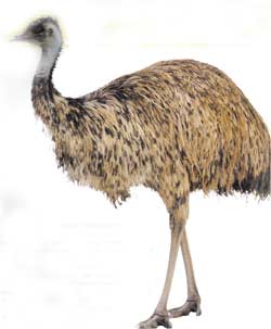 Animale Emu modul de viata si caracteristicile lui animal .com .ro