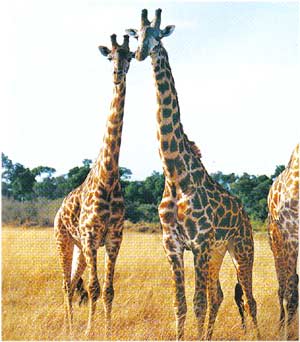 Animale Girafa modul de viata si caracteristicile lui animal .com .ro