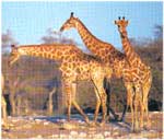 Poze Girafa