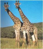 Imagini colorate Girafa