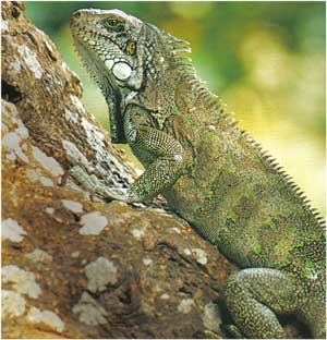 Animale Iguana modul de viata si caracteristicile lui animal .com .ro