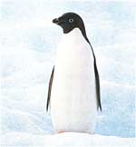 Poze Pinguinul