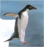 Imagini colorate Pinguinul