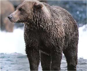 Animale Ursul brun modul de viata si caracteristicile lui animal .com .ro